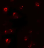 Anti-TBX21 antibody used in Immunocytochemistry/ Immunofluorescence (ICC/IF). GTX31554