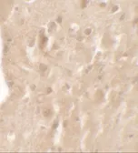 Anti-AIMP1 antibody used in IHC (Paraffin sections) (IHC-P). GTX31557