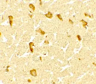 Anti-CERD4 antibody used in IHC (Paraffin sections) (IHC-P). GTX31560