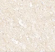 Anti-APPBP2 antibody used in IHC (Paraffin sections) (IHC-P). GTX31561