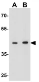 Anti-Deptor antibody used in Western Blot (WB). GTX31575