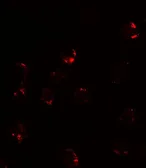 Anti-FKBP12 antibody used in Immunocytochemistry/ Immunofluorescence (ICC/IF). GTX31576