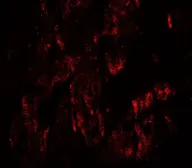 Anti-WAPL antibody used in IHC (Paraffin sections) (IHC-P). GTX31577