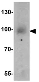 Anti-VPS34 antibody used in Western Blot (WB). GTX31583