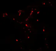 Anti-ATG4C antibody used in IHC (Paraffin sections) (IHC-P). GTX31585