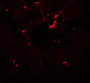 Anti-Vezatin antibody used in IHC (Paraffin sections) (IHC-P). GTX31594
