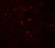 Anti-SNRPN antibody used in IHC (Paraffin sections) (IHC-P). GTX31617
