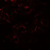 Anti-ERP72 antibody used in IHC (Paraffin sections) (IHC-P). GTX31622
