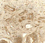 Anti-PDI antibody used in IHC (Paraffin sections) (IHC-P). GTX31623