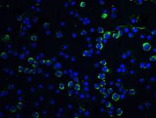 Anti-Caspase 9 antibody used in Immunocytochemistry/ Immunofluorescence (ICC/IF). GTX31643