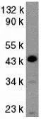 Anti-Caspase 9 antibody used in Western Blot (WB). GTX31643