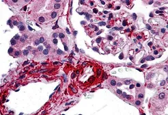 Anti-CARD10 antibody used in IHC (Paraffin sections) (IHC-P). GTX31678