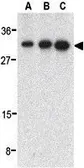 Anti-ALS2CR2 antibody used in Western Blot (WB). GTX31679