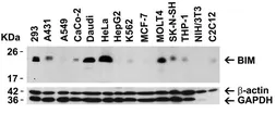 Anti-Bim antibody used in Western Blot (WB). GTX31697