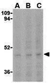 Anti-Caspase 5 antibody used in Western Blot (WB). GTX31700