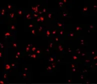 Anti-Caspase 5 antibody used in Immunocytochemistry/ Immunofluorescence (ICC/IF). GTX31701