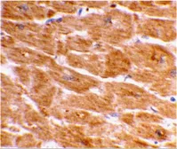 Anti-Caspase 1 antibody used in IHC (Paraffin sections) (IHC-P). GTX31702