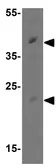 Anti-MCL1 antibody used in Western Blot (WB). GTX31708