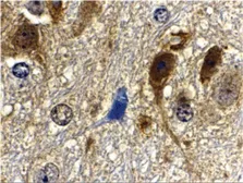 Anti-mLST8 / GBL antibody used in IHC (Paraffin sections) (IHC-P). GTX31711