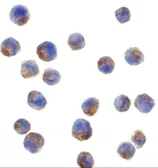 Anti-IRS1 antibody used in Immunocytochemistry/ Immunofluorescence (ICC/IF). GTX31717