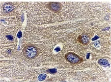 Anti-Adiponectin antibody used in IHC (Paraffin sections) (IHC-P). GTX31719