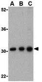 Anti-BCAP31 antibody used in Western Blot (WB). GTX31725