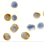 Anti-beta Actin antibody used in Immunocytochemistry/ Immunofluorescence (ICC/IF). GTX31732