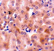 Anti-Bcl2A1 antibody used in IHC (Paraffin sections) (IHC-P). GTX31738