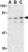 Anti-SHP2 antibody used in Western Blot (WB). GTX31744
