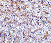 Anti-TWEAKR antibody used in IHC (Paraffin sections) (IHC-P). GTX31747