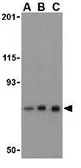 Anti-Nicastrin antibody used in Western Blot (WB). GTX31751