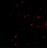 Anti-MORF4 antibody used in Immunocytochemistry/ Immunofluorescence (ICC/IF). GTX31761