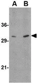 Anti-ATG12 antibody used in Western Blot (WB). GTX31768