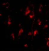 Anti-ATG12 antibody used in IHC (Paraffin sections) (IHC-P). GTX31768