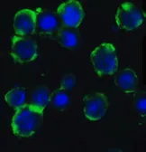 Anti-ATG5 antibody used in Immunocytochemistry/ Immunofluorescence (ICC/IF). GTX31770
