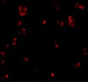 Anti-EFEMP1 antibody used in Immunocytochemistry/ Immunofluorescence (ICC/IF). GTX31792
