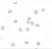 Anti-SOX2 antibody used in Immunocytochemistry/ Immunofluorescence (ICC/IF). GTX31797
