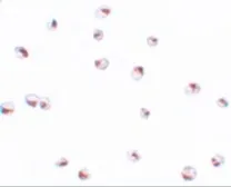 Anti-UBA2 antibody used in Immunocytochemistry/ Immunofluorescence (ICC/IF). GTX31804
