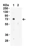 Alpha fetoprotein / AFP blocking peptide. GTX31809-PEP