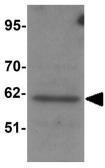 Anti-SRP1 antibody used in Western Blot (WB). GTX31811