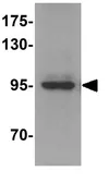 Anti-ATG9A antibody used in Western Blot (WB). GTX31815