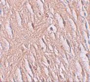 Anti-SLC39A9 antibody used in IHC (Paraffin sections) (IHC-P). GTX31817