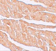 Anti-ZBTB9 antibody used in IHC (Paraffin sections) (IHC-P). GTX31820