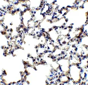 Anti-Axin 2 antibody used in IHC (Paraffin sections) (IHC-P). GTX31822