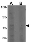Anti-LRRTM4 antibody used in Western Blot (WB). GTX31824