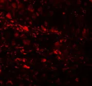 Anti-ESRP1 antibody used in IHC (Paraffin sections) (IHC-P). GTX31825