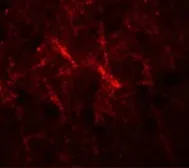 Anti-SIPA1 antibody used in IHC (Paraffin sections) (IHC-P). GTX31846