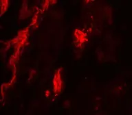 Anti-TFEB antibody used in IHC (Paraffin sections) (IHC-P). GTX31850