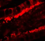 Anti-KREMEN1 antibody used in IHC (Paraffin sections) (IHC-P). GTX31876