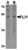 Anti-FLI1 antibody used in Western Blot (WB). GTX31888